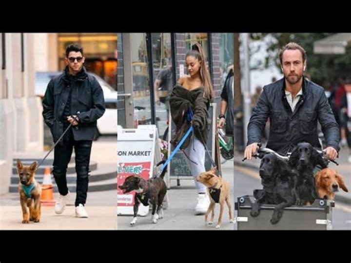 Stars With Their Pooches, Puppies, & Doggos – Hollywood Life